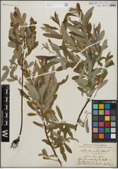Foto von Salix humilis Marshall